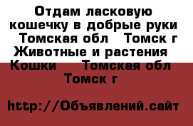 Отдам ласковую кошечку в добрые руки - Томская обл., Томск г. Животные и растения » Кошки   . Томская обл.,Томск г.